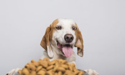 posh nosh dog food