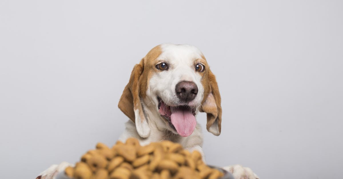 posh nosh dog food